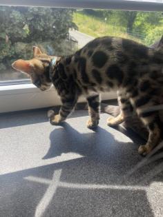 Bengalkitten m/w sofort auszugsbereit