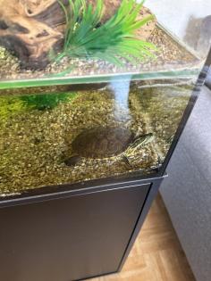 Hieroglyphen schmuckschildkröte mit Zubehör abzugeben