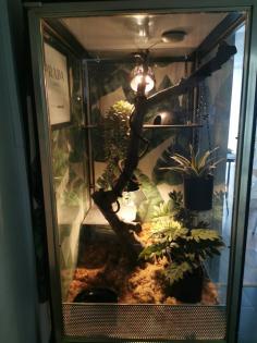 Terrarium komplett Showvitrine Kornnatter