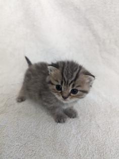 Sechs süße BKH Kitten geb. 06. 05. 23 suchen ab Ende Juli ein neues Zuhause