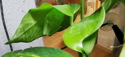 2 Rotaugenlaubfrösche - Agalychnis callidryas mit Terrarium von Exo Terra