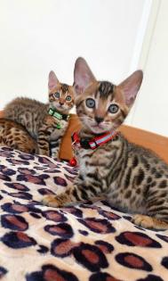 Bengal katze, Baby Katzen