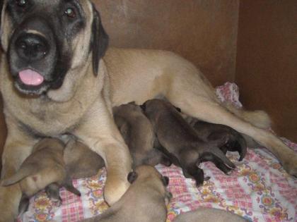KANGAL - Welpen aus Österreich