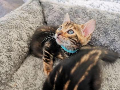 Wunderschöne Kontrastreiche Bengalkitten