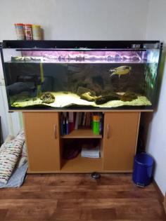 Rotbauch-Spitzkopf-Schildkröte inkl. komplettem Aquarium abzugeben -zu verschenken-