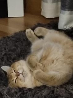 BKH DECKKATER PASCHA