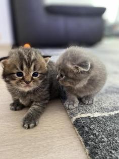 BLH Kitten