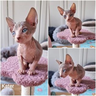 2 gesunde Würfe kan. SPHYNY Anfang Dez abgabebereit