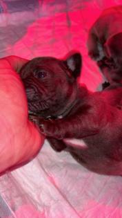 Französische Bulldogge