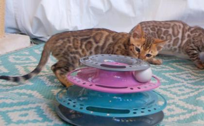 Traumhaft schön gezeichnete Bengal Kitten