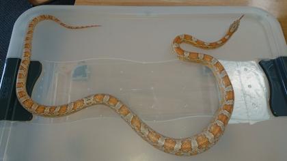 Drei Kornnattern mit Terrarium und Zubehör