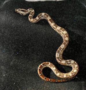 Bci Tarahumara/Mexico Zwergboa 05/21