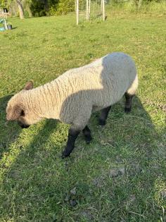 Shropshire Lammböcke