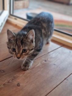 Süße Maus sucht ruhiges Zuhause