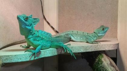 Stirnlappenbasilisk 0. 0. 2 Basiliscus plumifrons