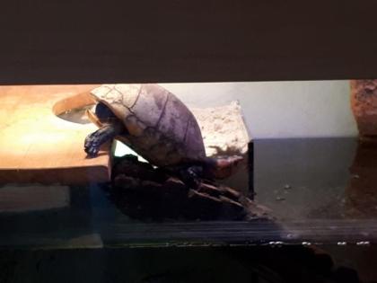 Verkaufe Rotwangenklappschildkröte mit Becken und viel Zubehör