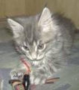 2Verschmuste Maine Coon Mix Babys
