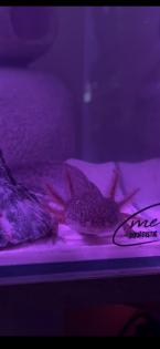 Axolotl Wildling Eier Ca 160 Stück