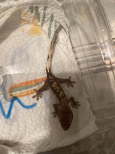 Kronengeckos Correlophus ciliatus - Nachzuchten abzugeben