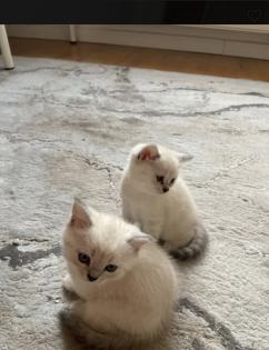 Abgabe bereite BKH blue point kitten Nur 1 männlich übrig