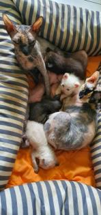 Sphynx Gummi, brush und Velours