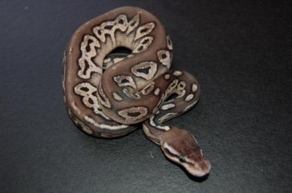 Adulter 1. 0 Mojave, 1. 0 100 Het Albino und 0. 1 Pewter Nz 2021
