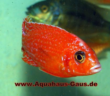 Aulonocara Fire Fisch und viele weitere Fische.