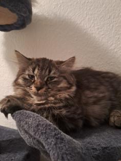Katzenbabys, Norweger-Bkh Mix