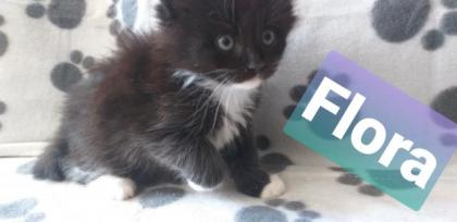 Maine Coon Kätzchen suchen ihre Traumfamilie