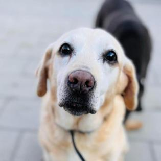 Chica . hübsches Hundemädchen