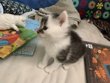 Maine Coon Kitten Mix, Katzenbabys Kätzchen