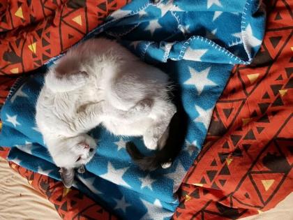 Vermisst/gesucht EKH Katze/Kätzin Mavis weiß/schwarz