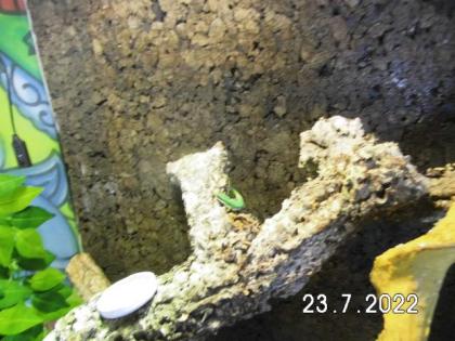 Schwarzstreifen Taggeckos in neuem Terrarium