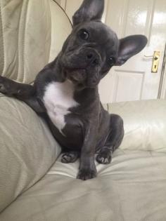 Französische Bulldogge-Welpen-Abholberei