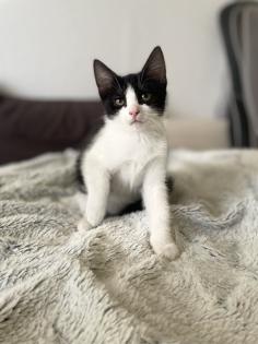 Mischlings Babykatzen suchen dringend ein zuhause