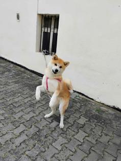 Akita-Hund zu verkaufen