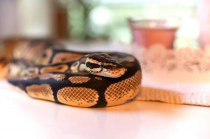 Königspython Pastell Python regius
