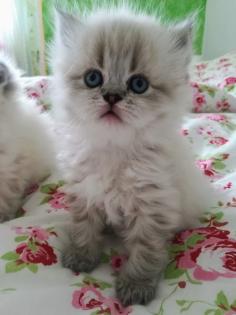 Wurfankündigung Perser Kitten im Mai