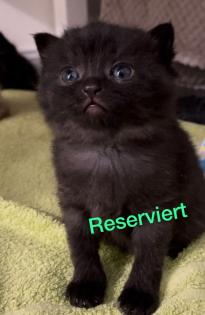 BKH Kitten Babykatzen