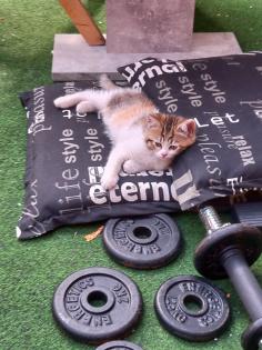 BKH Mix Kitten Babykatzen rot/Glückskatzen/rot-weiß