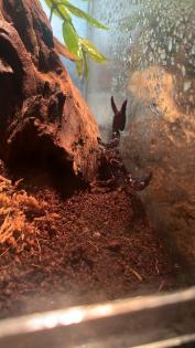Verkaufe schwarzen Skorpion wie auf den Bild zusehen sind