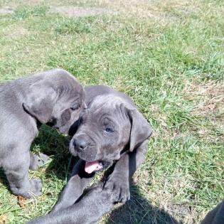 Tolle Cane Corso Welpen