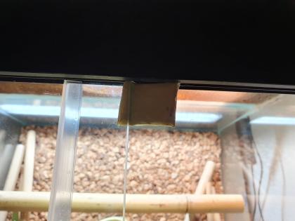 Phelsuma Klemmeri Taggeck mit Terrarium und Technik