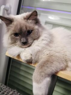 Reinrassiger Ragdoll Deckkater in blue mitted mit Deckerfahrung