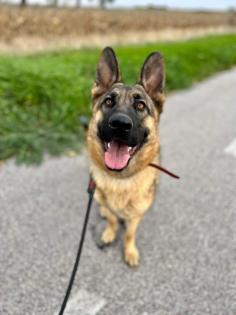 Trixie liebt kuscheln und Spaziergänge