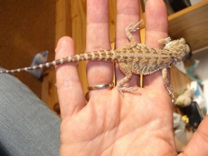 Bartagamennachwuchs Pogona vitticeps