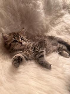 Baby kitten