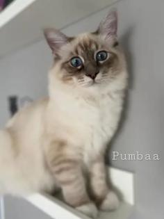 Reinrassige Heilige Birma Katzen zu verkaufen