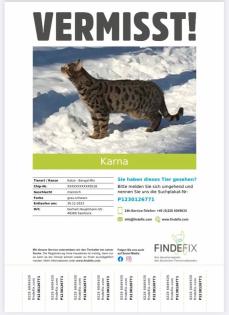 Bengal Britisch Kurzhaar Kater vermisst gesucht Katze