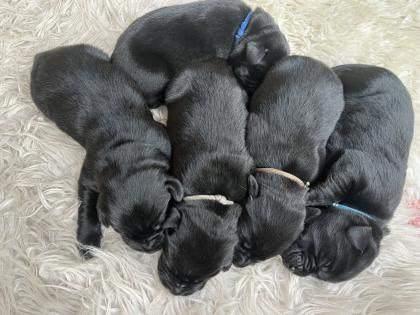 Labrador Welpen schwarz